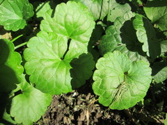 Glechoma hederacea