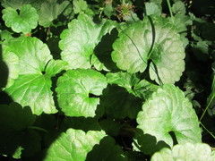 Glechoma hederacea