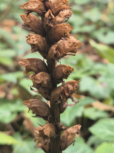 Orobanche lucorum, photograph 2
