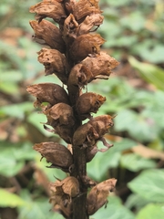 Orobanche lucorum, photograph (c) Bobo-X, some rights reserved (CC BY)
