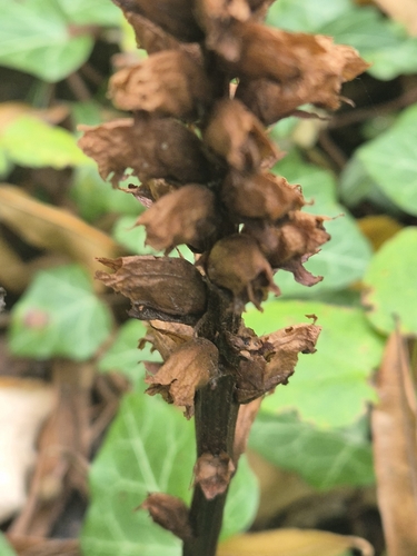 Orobanche lucorum, photograph 3