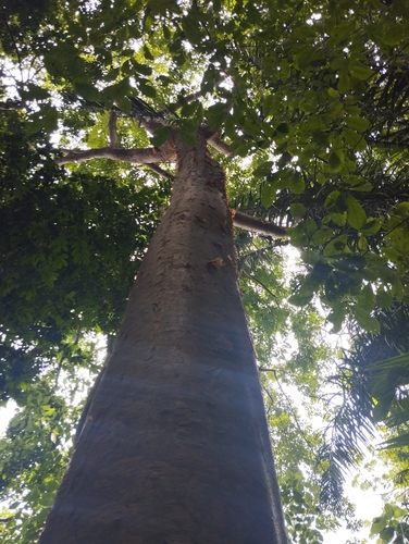 Gumbo Limbo