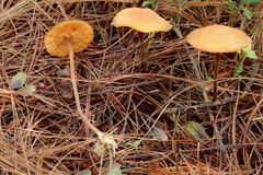 Marasmius cohaerens
