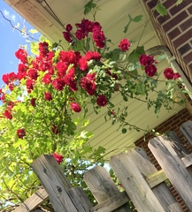 Rosa