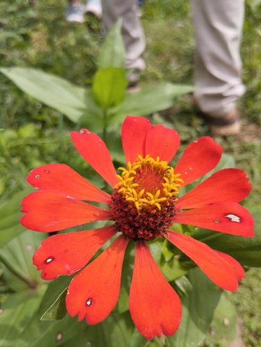 Elegant Zinnia