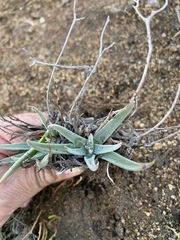 Dudleya abramsii