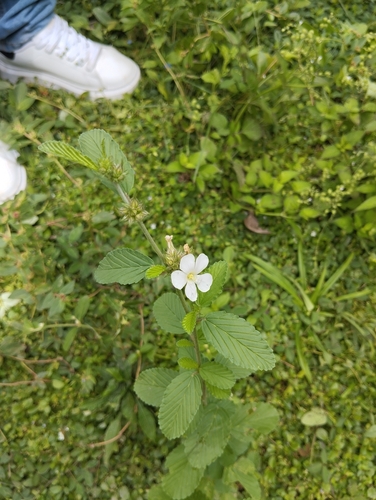 Melochia parvifolia