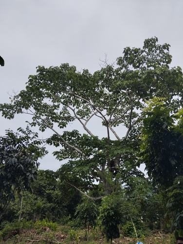 Balsa Tree