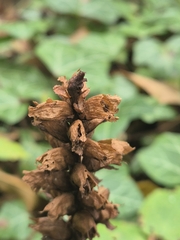 Orobanche lucorum, photograph (c) Bobo-X, some rights reserved (CC BY)
