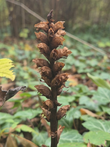 Orobanche lucorum, photograph 5
