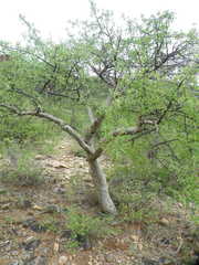 Commiphora tenuipetiolata