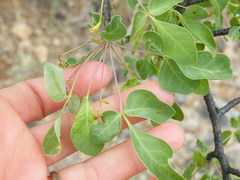 Commiphora tenuipetiolata