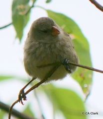 Camarhynchus parvulus