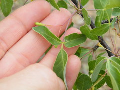 Commiphora tenuipetiolata