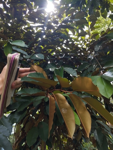 Star Apple