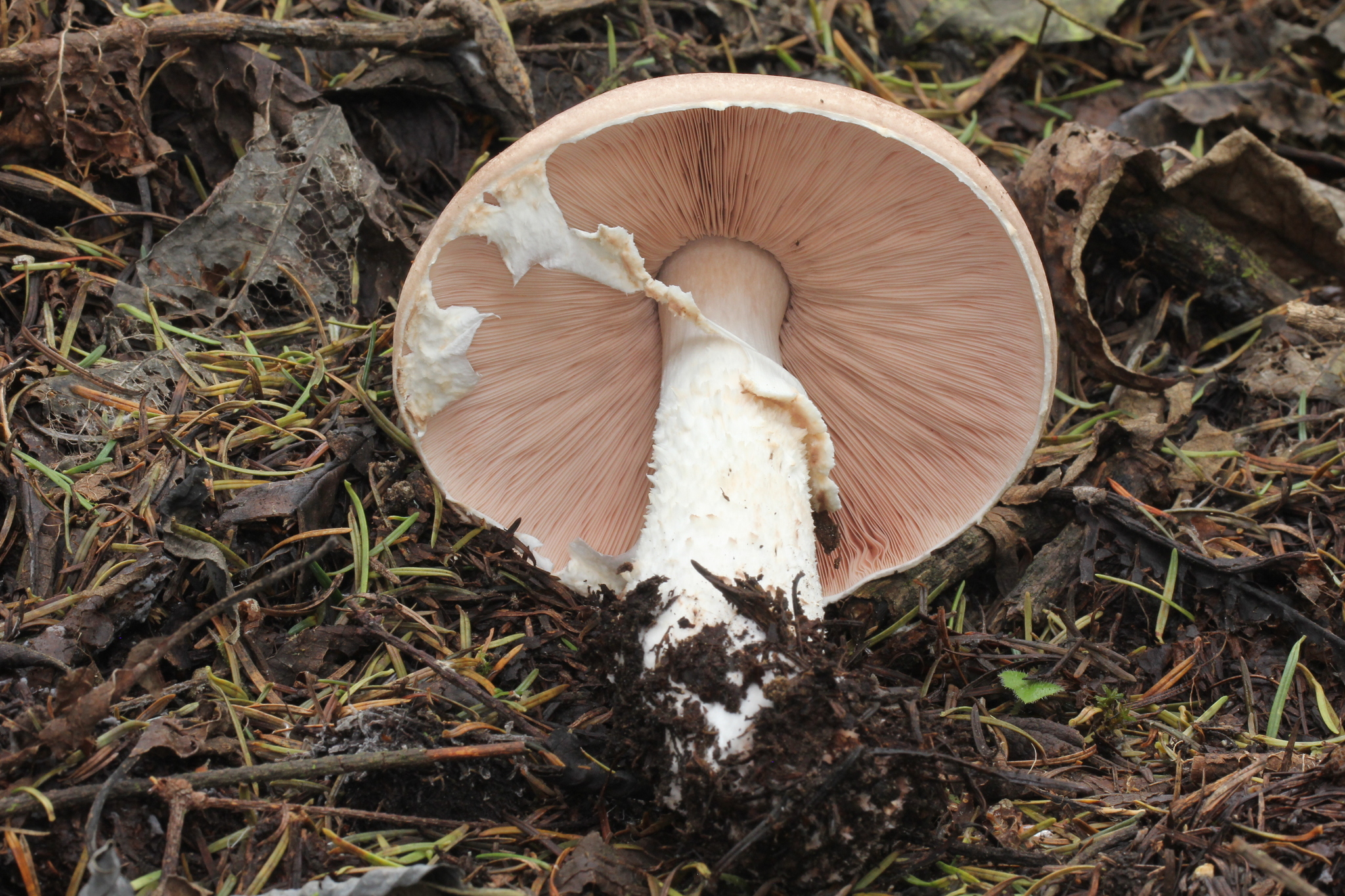 Agaricus subrutilescens image