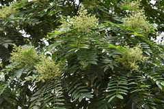 Zanthoxylum rhoifolium