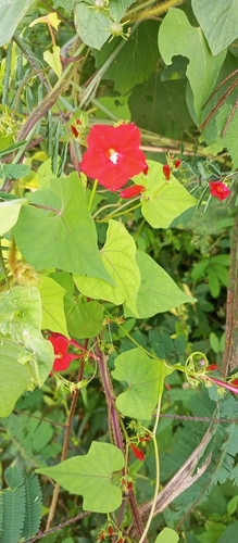 scarlet creeper