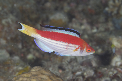Marjorie's fairy wrasse (Cirrhilabrus marjorie) — Labridae — 2