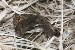 Cercyonis oetus oetus