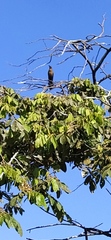 Quiscalus lugubris