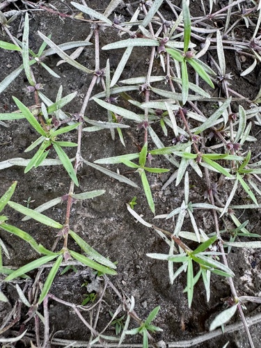 Bosc's Mille Graines (Oldenlandia boscii)
