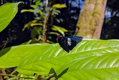 Pyrrhopyge