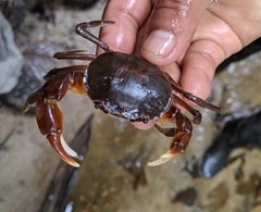 Moreirocarcinus emarginata