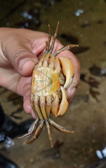 Moreirocarcinus emarginata