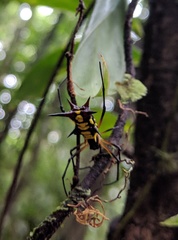 Micrathena kirbyi