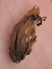 Orobanche lucorum, photograph (c) Bobo-X, some rights reserved (CC BY)
