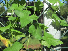 Bryonia cretica dioica