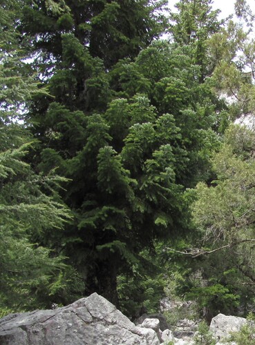 Cilician fir (Abies cilicica)