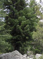 Abies cilicica, photograph (c) zebedeugalinha, some rights reserved (CC BY)