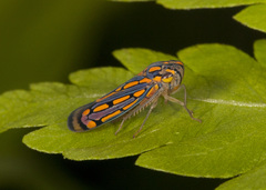 Apogonalia stalii