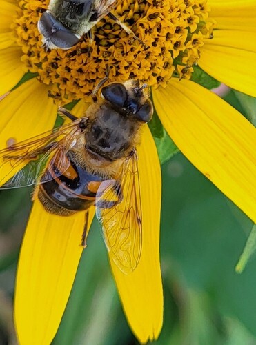 Unknown species found near Chippewa County, MN, USA