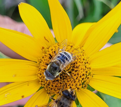 Unknown species found near Chippewa County, MN, USA