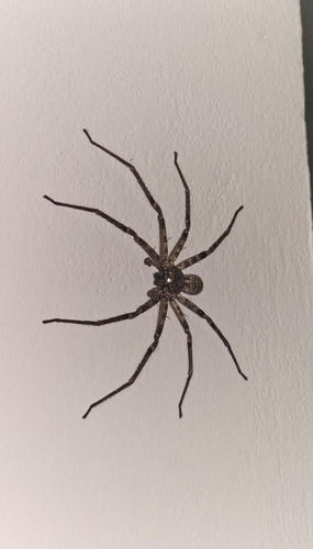 Heteropoda variegata