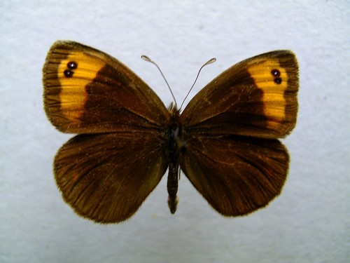 Zapater’s Ringlet