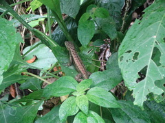 Stenocercus iridescens