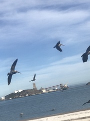 Pelecanus occidentalis