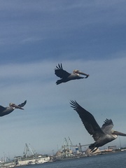 Pelecanus occidentalis