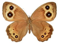 Cercyonis pegala utahensis