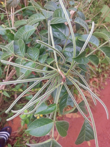 hairy senna