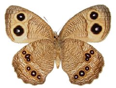 Cercyonis pegala utahensis