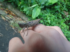 Maculiparia rotundata