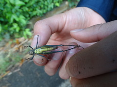 Maculiparia rotundata