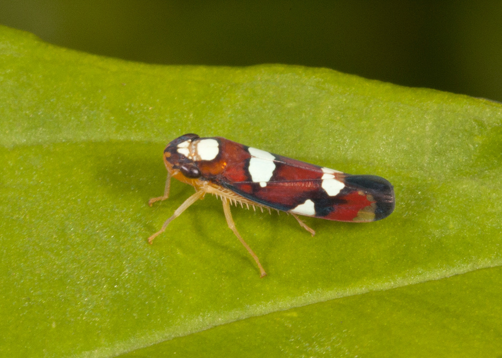 Erythrogonia relegata