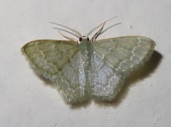 Chloropteryx languescens