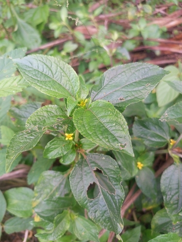 Nodeweed